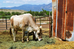 The last remaining farm in the Colorado Springs city limits will not be enough to feed its 450,000 people.