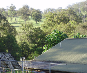 A look at the bush in New South Wales.